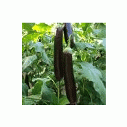 AUBERGINE LONGUE - FASELIS