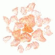 ECLAT DE VERRE ROSE SAUMON 7/12 MM