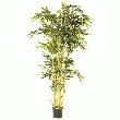 1 PLANTE BAMBOU.