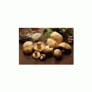 CHAMPIGNONS DES BOIS - MOUSSERON DE LA ST GEORGES