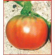 TOMATE - ROSE DE BERNE