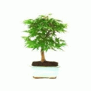 BONSAIS D'EXTéRIEUR - ACER KASHIMA - 454289