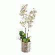 ORCHIDÉE BLANCHE + POT DÉCO. -