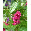 WEIGELA 'ROUGE'