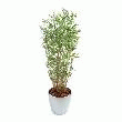 BAMBOU MULTITREE ORIENTAL - EXCLU WEB -