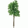 16 ARBRES DE PRINTEMPS CONRAD 24305