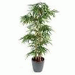 BAMBOU GROSSES CANNES + POT