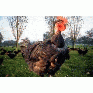 POULET FERMIER NOIR