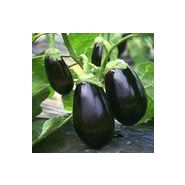 AUBERGINE RONDE - DALHIA