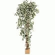 1 PLANTE FICUS LIANES FEUILLES VERTES CREME.