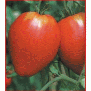 TOMATE - COEUR DE BOEUF CUOR DI BUE OU OXHEART