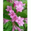 WEIGELA 'ROSE'