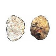 CHAMPIGNON - LA TRUFFE BLANCHE D' ALBA