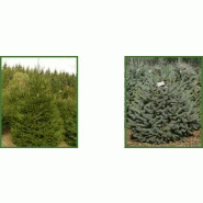 SAPIN NATUREL - PUNGENS