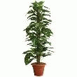 PLANTE ARTIFICIELLE EN SOIE SCINDAPSUS 150CM AVEC POT EN PLASTIQUE ET SACHET DE GRANULES HYDRO.