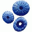 OURSIN BLEU COBALT