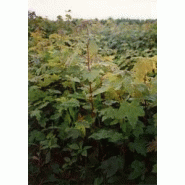 Albizia julibrissin Albizia julibrissin