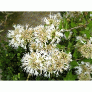 PéPINIèRES - ABELIA CHINENSIS SELECTION-63S