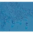 BILLES DE VERRE DOPÉES ZIRCONIUM POUR BROYAGE SILIBEADS GZ