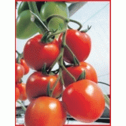 TOMATE - MYRIADE F1