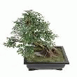 BONSAÏ CHINESE ARTIFICIEL
