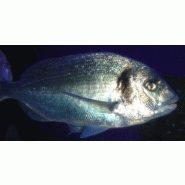POISSONS ET FRUIT DE MER