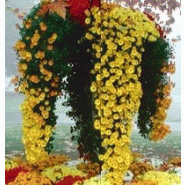 PLANTE - CASCADES