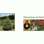 SAPIN NATUREL - OMORIKA