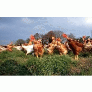 POULET JAUNE FERMIER