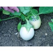 SEMENCE - AUBERGINE BLANCHE RONDE à OEUFS