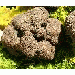 TRUFFES NOIRES TUBER MELANOSPORUM
