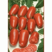 TOMATE - AGRO F1
