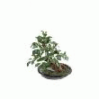 BONSAÏ FICUS ARTIFICIEL 41 CM