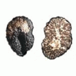 CHAMPIGNON - LA TRUFFE BRUMALE