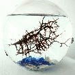 BIOGLOBE MÉDITERRANÉE AVEC GORGONE 12,5 CM