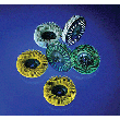 BROSSES 3M BRISTLE BD-ZB