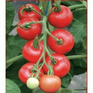 TOMATE GRAPPE - ALEXANDROS F1