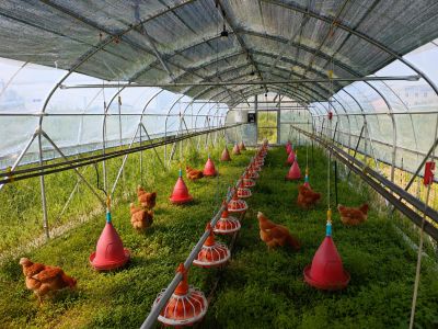 Bâtiment fixe ou poulailler mobile : quelle solution choisir pour des poules pondeuses ?