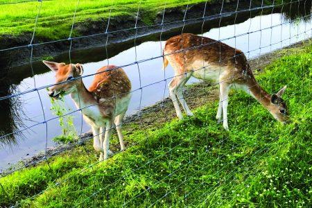 Grillages pour parcs animaliers et grands espaces