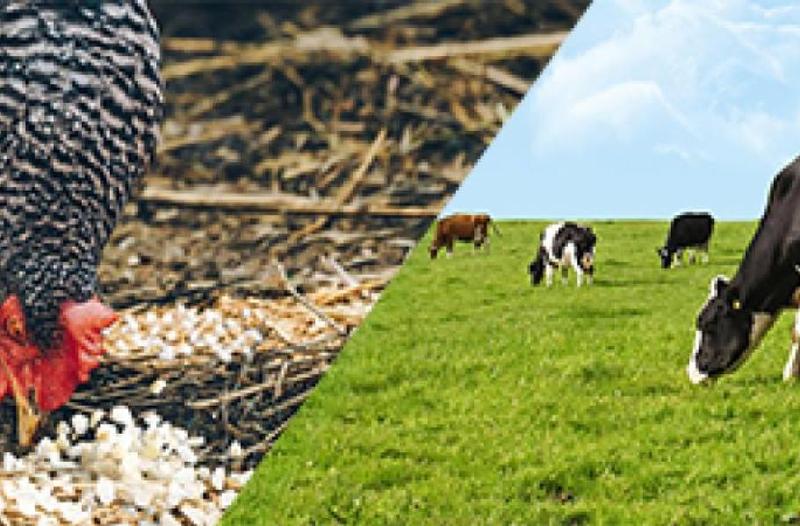 Matières premières pour aliments des animaux - carbonate de calcium pour volailles et bovins