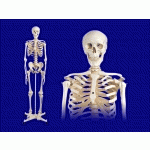 Achat - Vente Formation du médecin