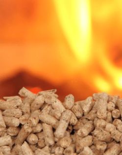 Combustion miscanthus