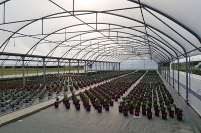 serre tunnel agricole