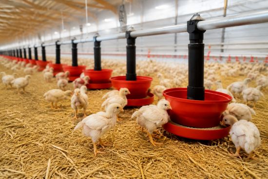 mangeoir poules pondeuses