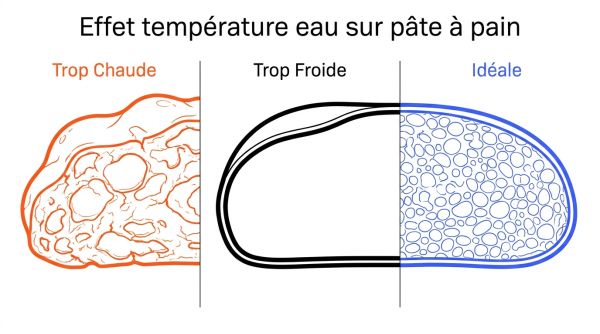 Effet température eau sur pâte à pain