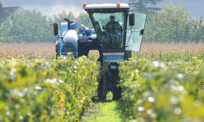 Utilisation d'une machine à vendanger