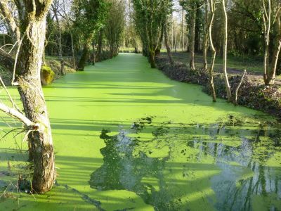 Traitement des lentilles d'eau : tarifs et choix du prestataire