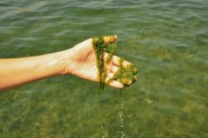 algue filamenteuse etang