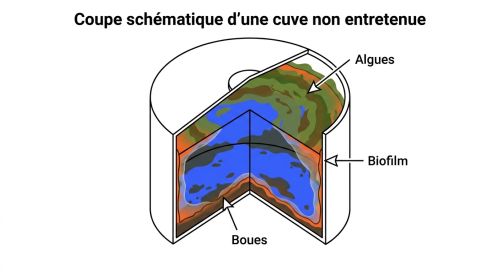 Coupe d'une cuve d'eau montrant algues et boues