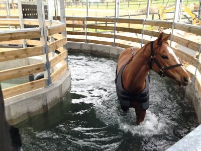 marcheur aquatique pour chevaux 